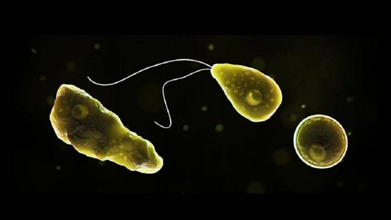 hindistanda beyin yiyen amip alarmi 19 olum vakasi bildirildi QwSYhsXz