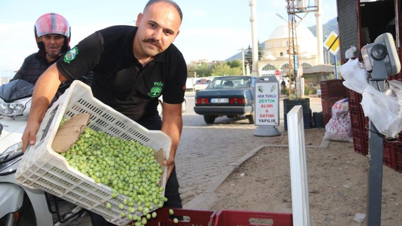 fethiyede zeytin hasadi basladi fRFrgKPj.jpg