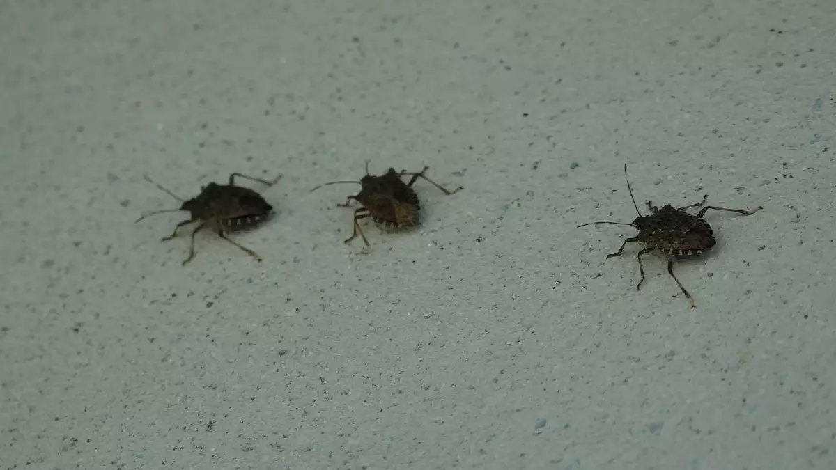 kahverengi kokarca uyarisi cilde temas edilmemeli 9DW6nrQ9.jpg