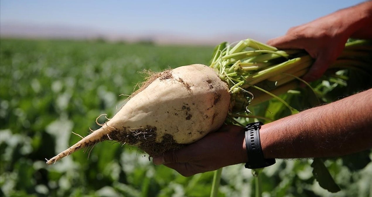 Altın değerinde topraklar Türkiye’nin inci şehrinde: Ayçiçeğinden şeker pancarına ne ekilirse 6 katını veriyor