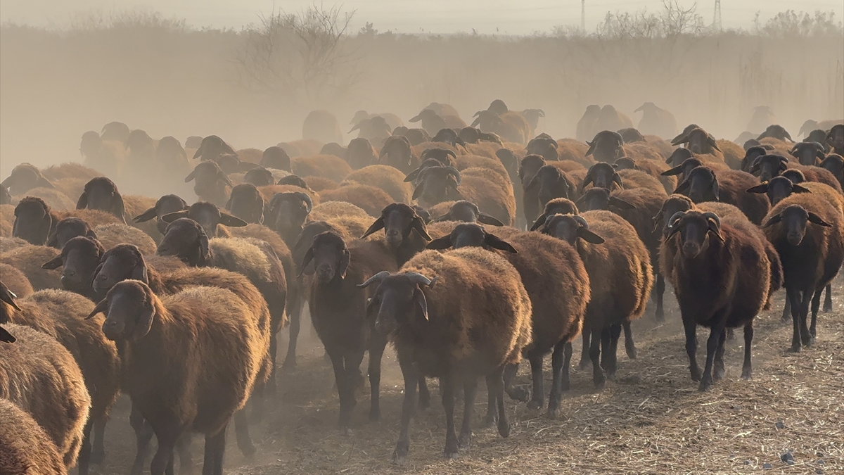 Ağrı Dağı çevresindeki otlaklarda damızlık koyun yetiştiriliyor