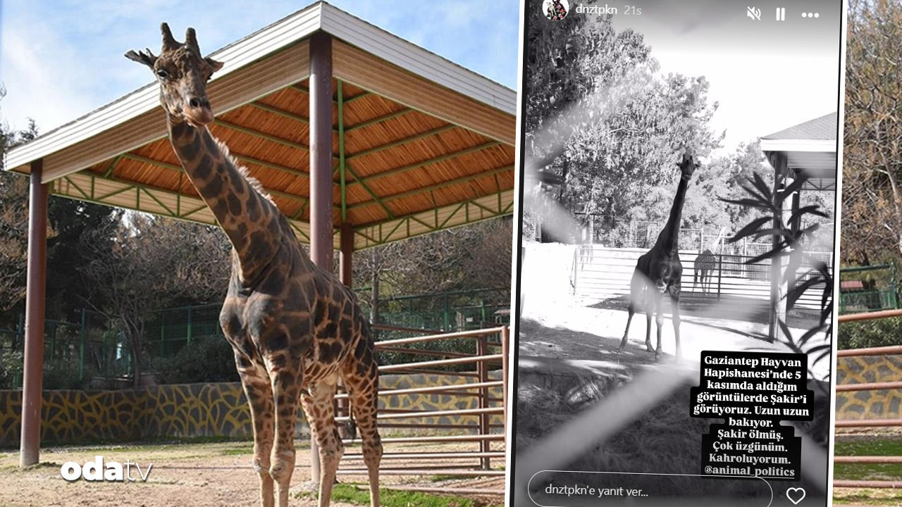 Gaziantep Hayvanat Bahçesi’nin simgesi Zürafa Şakir öldü… Akıllara o uyarılar geldi